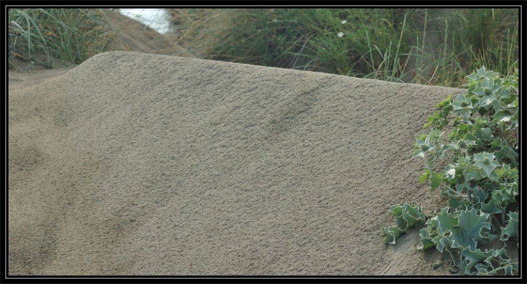 Le dune di Castel Porziano